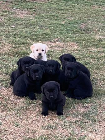 Labrador Retriever for sale by PASKARLA