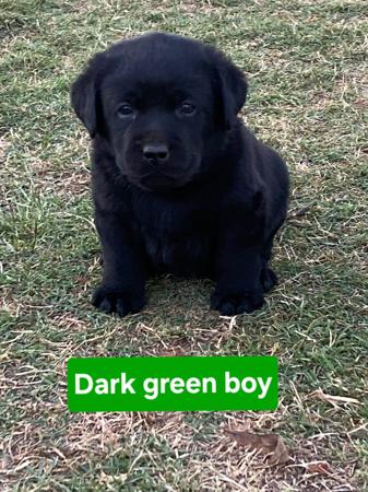 Labrador Retriever for sale by PASKARLA