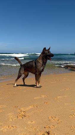 German Shepherd Dog puppy for sale by BALDHILL