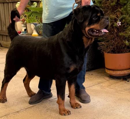 Rottweiler puppy for sale by BALDHILL