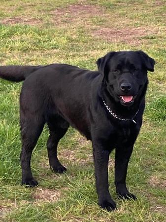 Labrador Retriever puppy for sale by BALDHILL