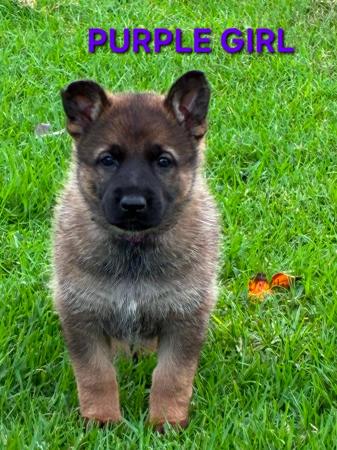 German Shepherd Dog puppy for sale by PASKARLA