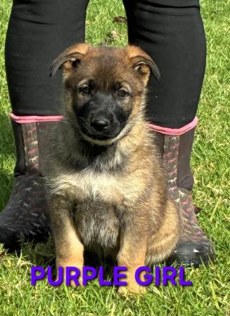 German Shepherd Dog puppy for sale by BALDHILL