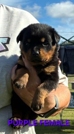 Rottweiler puppy for sale by BALDHILL