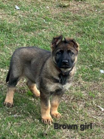 German Shepherd Dog puppy for sale by BALDHILL