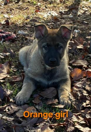 German Shepherd Dog puppy for sale by BALDHILL