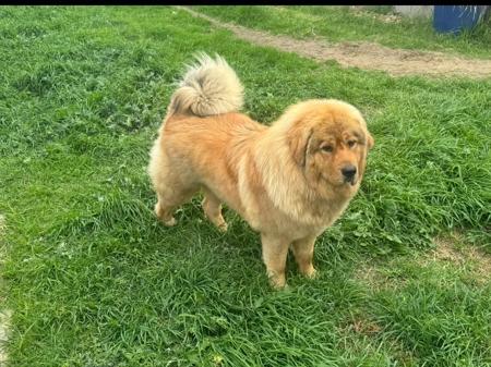 Tibetan Mastiff for sale by BLUEBALLOONS
