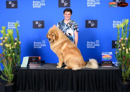 Tibetan Mastiff for sale by BLUEBALLOONS