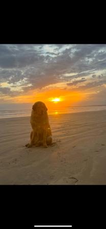 Tibetan Mastiff for sale by BLUEBALLOONS