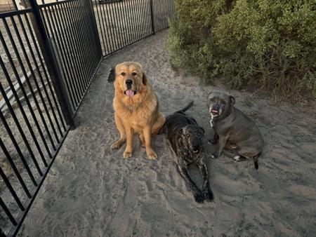 Tibetan Mastiff for sale by BLUEBALLOONS