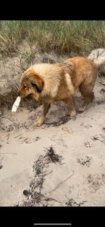 Tibetan Mastiff for sale by BLUEBALLOONS