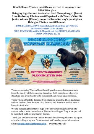 Tibetan Mastiff for sale by FORRCO