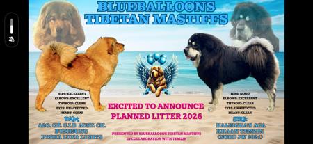 Tibetan Mastiff puppy for sale by FORRCO