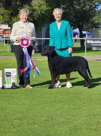 Neut. Ch. Curlesque In Your Dreams CCD Curly Coated Retriever