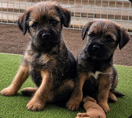 Border Terrier puppy for sale by CHEEKYGRINS