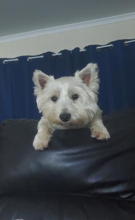 West Highland White Terrier for sale by WIRINNAWESTY