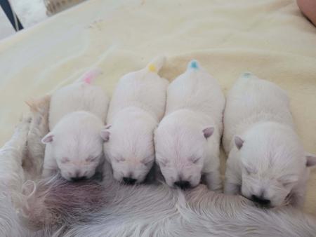 West Highland White Terrier for sale by WIRINNAWESTY