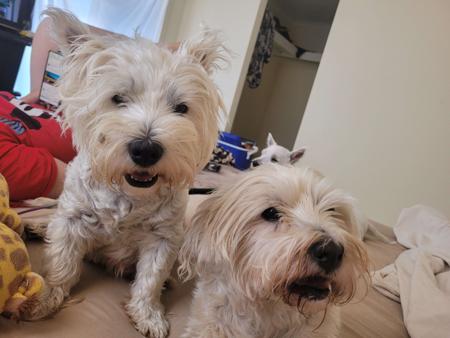 West Highland White Terrier for sale by WIRINNAWESTY