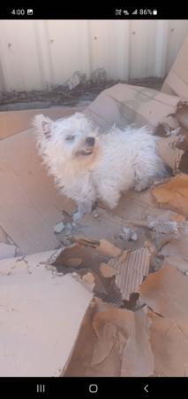 West Highland White Terrier for sale by WIRINNAWESTY