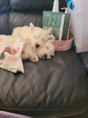 West Highland White Terrier for sale by WIRINNAWESTY