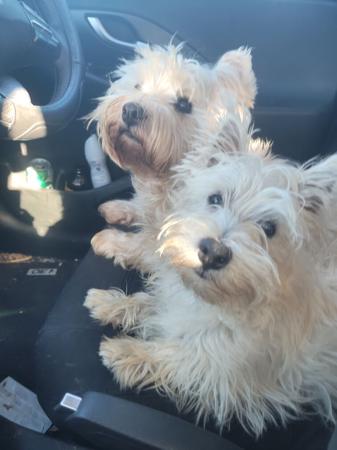 West Highland White Terrier for sale by WIRINNAWESTY