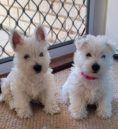 West Highland White Terrier puppy for sale by WIRRINAWESTYMAN