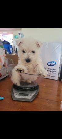 West Highland White Terrier for sale by WIRINNAWESTY
