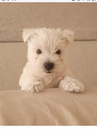 West Highland White Terrier for sale by WIRINNAWESTY