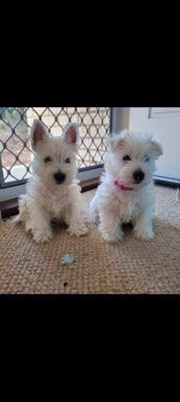 West Highland White Terrier for sale by WIRINNAWESTY