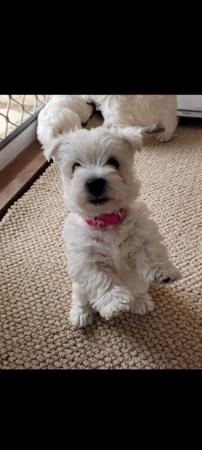 West Highland White Terrier for sale by WIRINNAWESTY