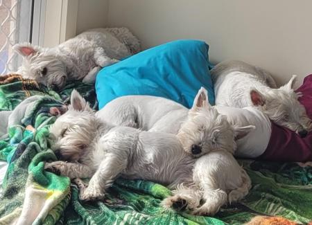 West Highland White Terrier for sale by WIRINNAWESTY