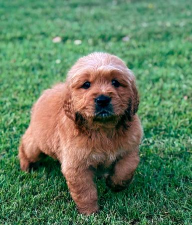 Golden Retriever for sale by AXELGOLD