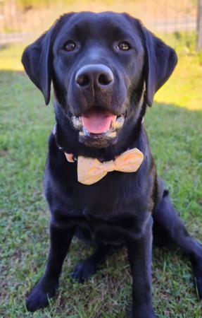 Labrador Retriever for sale by AXELGOLD