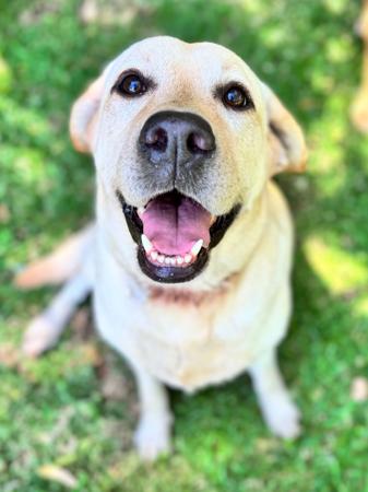 Labrador Retriever for sale by AXELGOLD