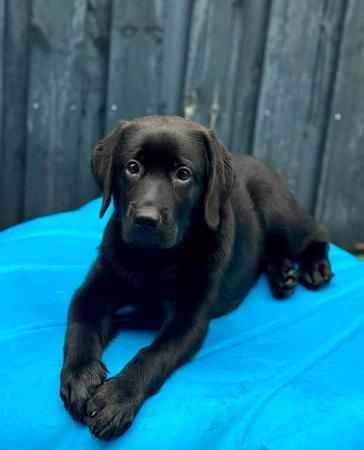 Labrador Retriever for sale by AXELGOLD