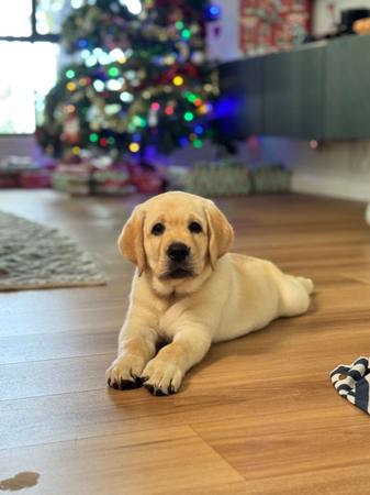 Labrador Retriever for sale by AXELGOLD