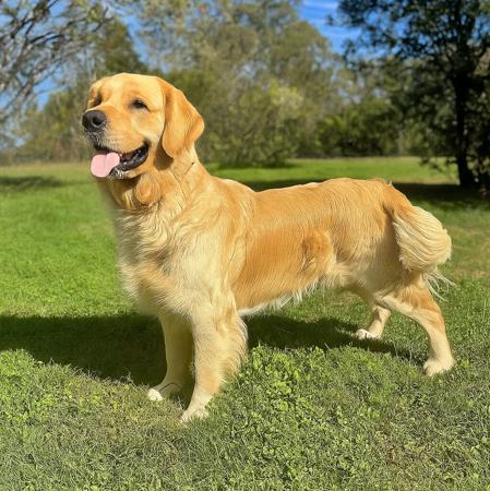 Golden Retriever for sale by AXELGOLD