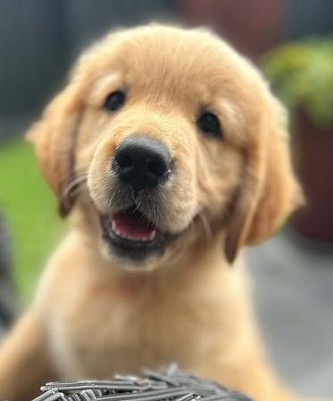 Golden Retriever for sale by AXELGOLD
