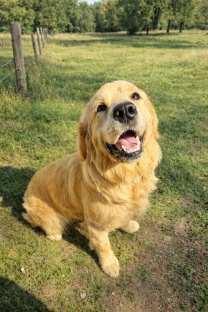 Golden Retriever for sale by AXELGOLD