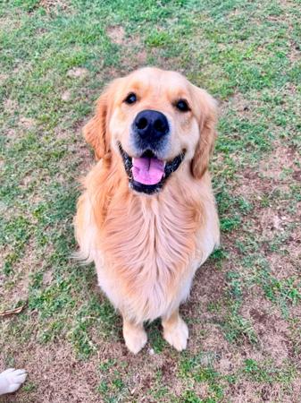 Golden Retriever for sale by AXELGOLD