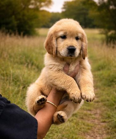 Golden Retriever for sale by AXELGOLD