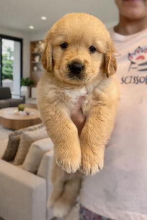 Golden Retriever for sale by AXELGOLD