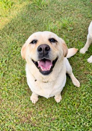 Labrador Retriever puppy for sale by AXELGOLD
