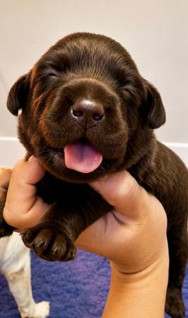Labrador Retriever puppy for sale by AXELGOLD