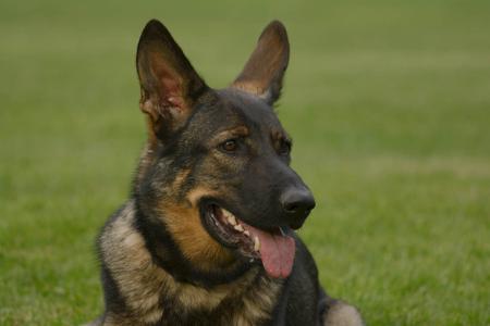 German Shepherd Dog for sale by CAINENSABLE