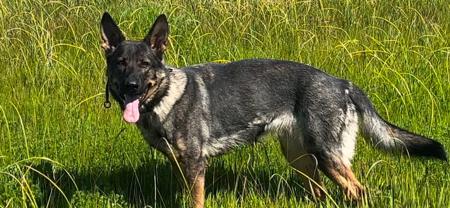 German Shepherd Dog for sale by CAINENSABLE