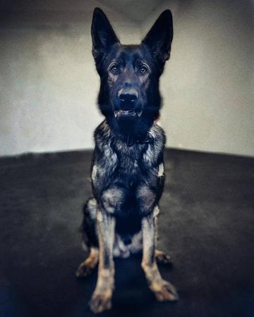 German Shepherd Dog for sale by CAINENSABLE