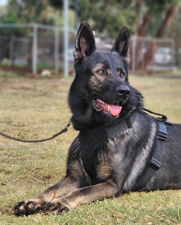 German Shepherd Dog for sale by CAINENSABLE