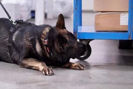 German Shepherd Dog for sale by CAINENSABLE