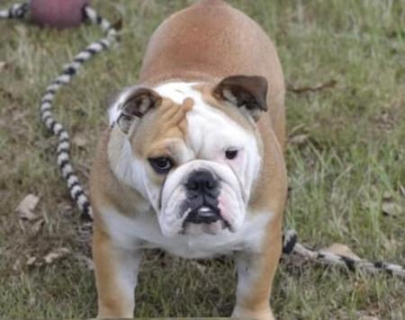 British Bulldog puppy for sale by ADAVENBULLS